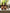 CHALK UK Ltd - Amber Glass Hand & Body Lotion | Warm Honey | 250ml